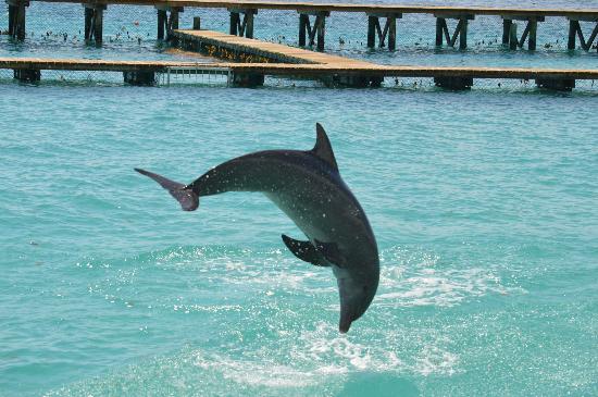 Dive with Dolphins in Cozumel